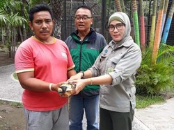 Ditemukan Saat Mancing, Warga Banyuwangi Serahkan Anak Buaya ke BKSDA