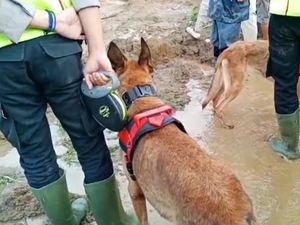 Anjing Pelacak Cari 20 Orang Tertimbun Longsor Sukabumi
