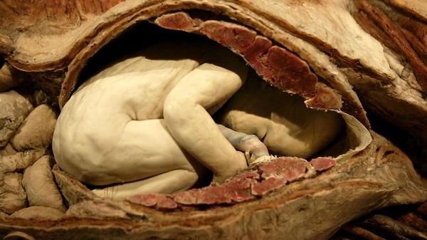 Pameran Ini Memajang Bayi Manusia Asli Ketika Masih dalam Kandungan