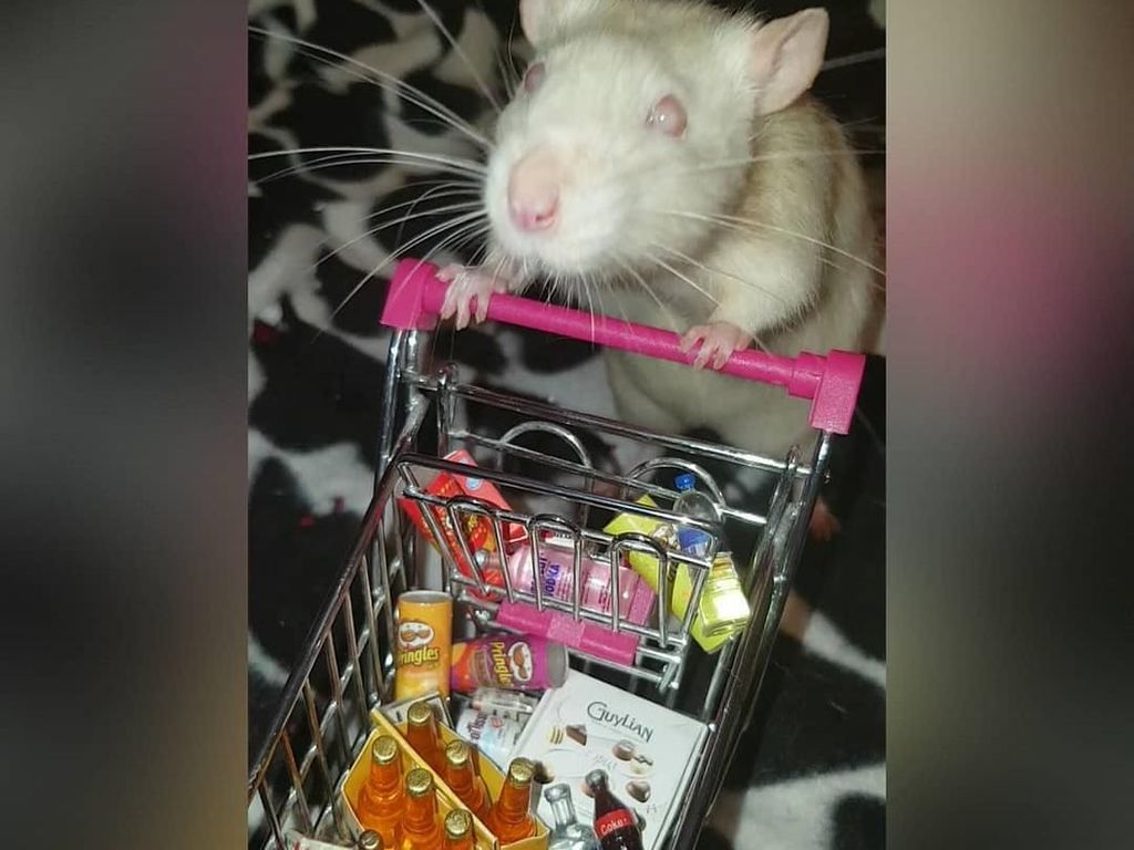 Gemas! Tikus Peliharaan Ini Disulap Jadi Foodies yang Hobi Makan Gemas! Tikus Peliharaan Ini Disulap Jadi Foodies yang Hobi Makan
