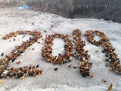 Bikin Gambar Unik, Peternak Ini Punya Cara Keren Saat Beri Pakan Ayam