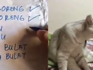 Bikin Ketawa, Kucing Ini Ngomong Tahu Bulat Digoreng