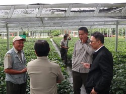 Kementan Kembangkan Tanaman Industri dan Penyegar