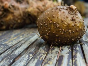 Mengenal Konjak, Sumber Karbohidrat yang Diprediksi Bakal Ngehits di 2019 Mengenal Konjak, Sumber Karbohidrat yang Diprediksi Bakal Ngehits di 2019
