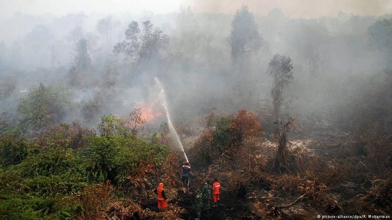 Cegah Kebakaran Hutan, Ilmuwan Dengarkan Suara Hutan Cegah Kebakaran Hutan, Ilmuwan Dengarkan Suara Hutan