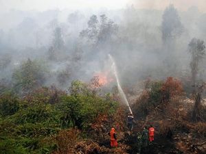 Cegah Kebakaran Hutan, Ilmuwan Dengarkan Suara Hutan