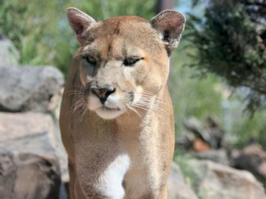 Penyelamatan Dramatis Puma dari Atas Pohon Penyelamatan Dramatis Puma dari Atas Pohon