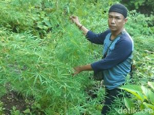 Prajurit TNI Temukan 1 Haktare Ladang Ganja di Sumsel