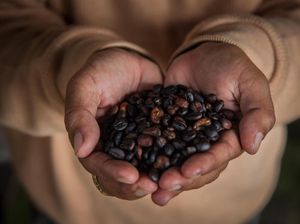 Tak Akan Pindah ke Lain Kopi