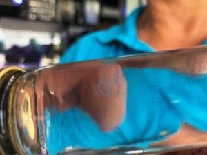 Waspada Musim Ubur-ubur Irukandji di Tenggara Queensland