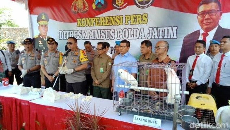 Kejari Jember Tahan Tersangka Pemilik Penangkaran Satwa Ilegal Kejari Jember Tahan Tersangka Pemilik Penangkaran Satwa Ilegal