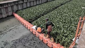 Usai Ditanami Eceng Gondok, Bagaimana Kondisi Kali Sunter?