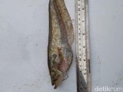 3 Ikan Langka Hidup di Hilir Citarum