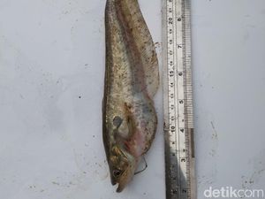 3 Ikan Langka Hidup di Hilir Citarum 3 Ikan Langka Hidup di Hilir Citarum
