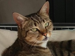 Kucing Rakus Tipu Pengunjung Supermarket Demi Dapatkan Makanan