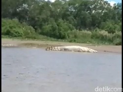 Video Bukti Buaya Putih Berjemur di Aceh Singkil Bukan Hoax