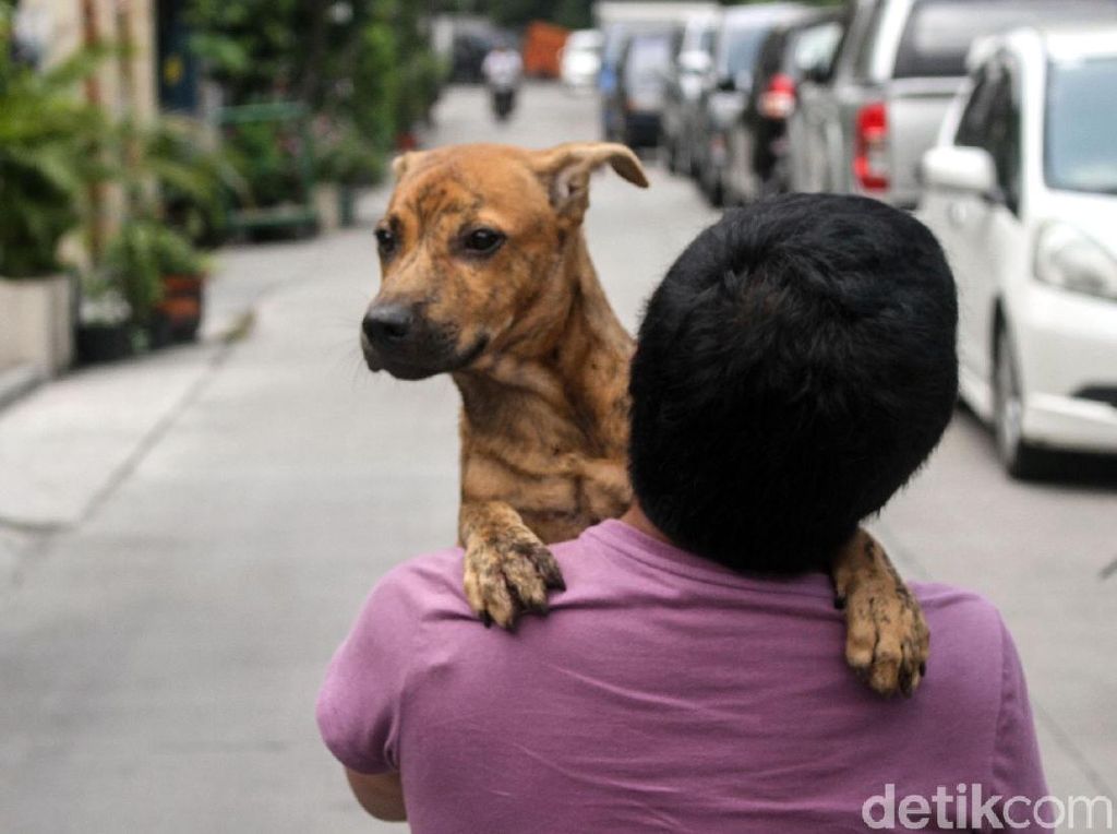 Bali Bentuk Tim Siaga Rabies di Legian Buntut 4 Orang Kena Gigit Anjing