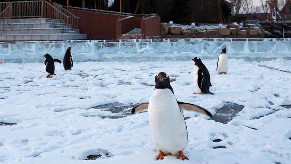 Aksi Lucu Penguin Sambut Pengunjung di Festival Es Harbin