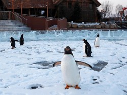 Akuarium Tutup karena Corona, Penguin Bisa Jalan-jalan dan Kencan