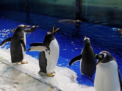 Nggak Ada Takutnya... Trio Pinguin Ini Turun ke Jalan