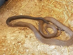 Ular Coklat Berbisa Makan Ular yang Sama di Australia Selatan