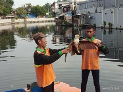 Elang Bondol Maskot Jakarta Mendadak Kecebur ke Kali Penjaringan