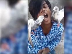 Seru! Pria Ini Beri Makan Burung Merpatinya Langsung Lewat Mulut