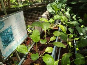 Wisata Berkebun di Jakarta, Bisa Kok!