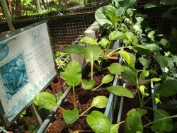 Wisata Berkebun di Jakarta, Bisa Kok!