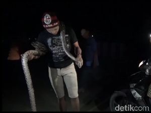 Ular Piton Sepanjang 5 Meter Masuk ke Permukiman di Sulbar
