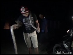 Ular Piton Sepanjang 5 Meter Masuk ke Permukiman di Sulbar