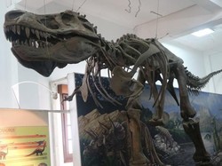 Ada Kerangka Tyrannosaurus Rex di Bandung!