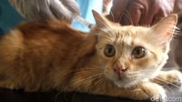 Anjing-Kucing di Jakarta Barat Divaksin untuk Cegah Rabies