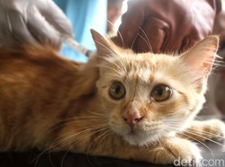 KLB Rabies, 9 Ribu Dosis Vaksin Dikirim ke NTB