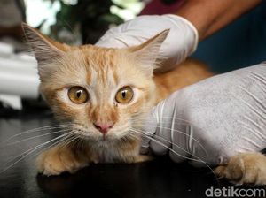 2 Kucing Ini Jadi Hewan Peliharaan Pertama yang Positif Corona di AS