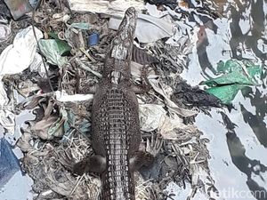 4 Buaya Muncul di Pelabuhan Ambon, BKSDA Sisir Lokasi