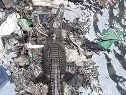 4 Buaya Muncul di Pelabuhan Ambon, BKSDA Sisir Lokasi