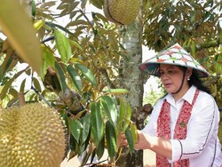 Jateng Surganya Durian Enak, Ganjar Pranowo dan Iriana Jokowi Sudah Membuktikan