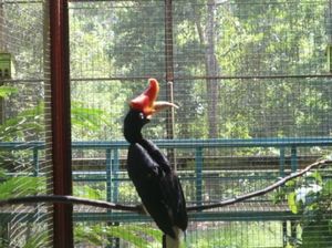 Foto Burung Eksotis Kalimantan di Kotabaru