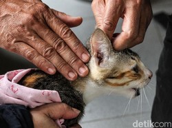Sosialisasi Rabies Jadi Polemik, 50 Kucing Diadopsi di Puskeswan Ragunan