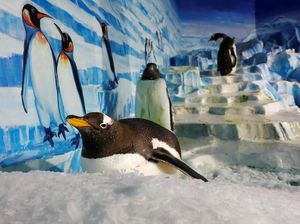 Puluhan Penguin di Norwegia Divaksin, Segera Akhiri Isolasi Puluhan Penguin di Norwegia Divaksin, Segera Akhiri Isolasi
