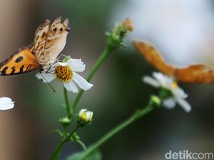 Apa Benar Kupu-kupu Buta? Begini Penjelasannya Apa Benar Kupu-kupu Buta? Begini Penjelasannya