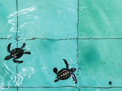 Foto-foto Konservasi Penyu di Pulau Sangalaki