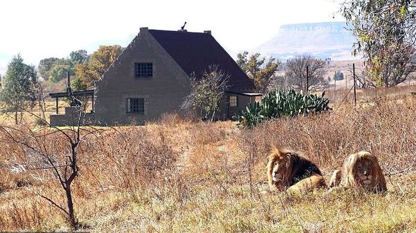 Foto: Tidur di Hotel yang Dikelilingi 77 Ekor Singa