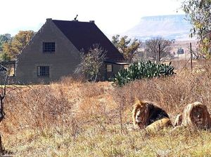 Foto: Tidur di Hotel yang Dikelilingi 77 Ekor Singa