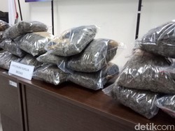 2 Pengedar Ganja 25 Kg di Sanur Ditangkap