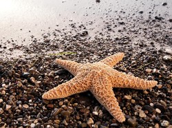 Benarkah Seluruh Tubuh Bintang Laut adalah Kepala? Ini Penjelasan Ahli