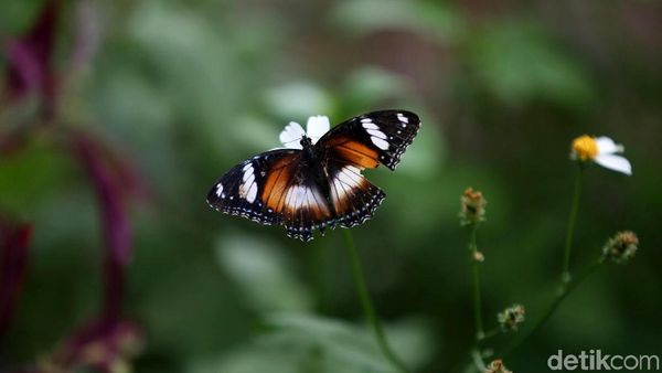 Lucu! Makhluk Cantik Penghuni Taman Kupu-kupu Kalimalang
