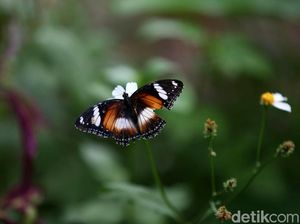 Lucu! Makhluk Cantik Penghuni Taman Kupu-kupu Kalimalang