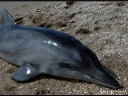 Izin Konservasi Hotel Tempat Ditemukan Lumba-lumba Mati di Bali Ditangguhkan